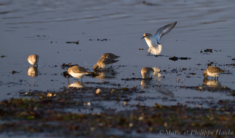 Becasseau variable 0772_wm.jpg - Bécasseau variable - Dunlin - Calidris alpina(Bretagne, France, janvier 2011)